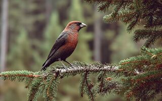 Поющие на счастье. Какие пернатые готовы прогуляться с вами в зимнем дендросаду Поющие на счастье. Какие пернатые готовы прогуляться с вами в зимнем дендросаду