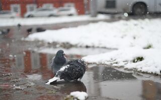 В Омск идёт краткосрочное потепление с мокрым снегом В Омск идёт краткосрочное потепление с мокрым снегом