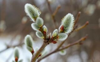 Пушистые предвестники весны: в омском природном парке распустилась верба Пушистые предвестники весны: в омском природном парке распустилась верба