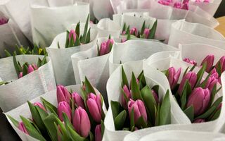 Символы загадочности и утончённости. Какие цветы заменят голландские розы и тюльпаны Символы загадочности и утончённости. Какие цветы заменят голландские розы и тюльпаны