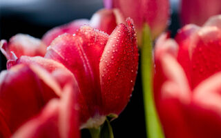 Не цветы, но лучше: в честь 8 Марта омские музеи дарят бесплатный вход Не цветы, но лучше: в честь 8 Марта омские музеи дарят бесплатный вход