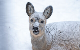 Косули устроили "планёрку" посреди поля Косули устроили "планёрку" посреди поля