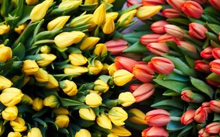 Весенний жест заботы: тюльпаны и тёплые пожелания от мужчин порадовали пациенток онкодиспансера Весенний жест заботы: тюльпаны и тёплые пожелания от мужчин порадовали пациенток онкодиспансера