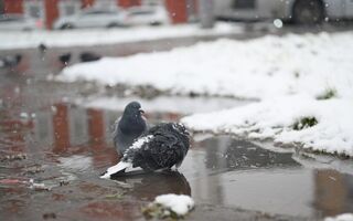 Погодные качели весны: трескучий мороз напоследок испытает омичей Погодные качели весны: трескучий мороз напоследок испытает омичей