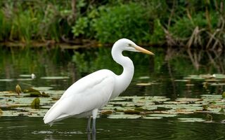 Редкие цапли сделали передышку в омском парке Редкие цапли сделали передышку в омском парке