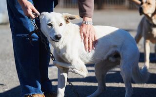 Кинопушистая коллаборация. В Омске проведут показ в пользу приюта для животных Кинопушистая коллаборация. В Омске проведут показ в пользу приюта для животных