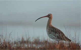 Омичи могут стать авторами мировой сенсации Омичи могут стать авторами мировой сенсации