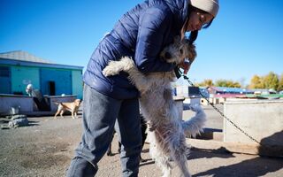 В Омске набирают группу обнимашек и социализации собак В Омске набирают группу обнимашек и социализации собак