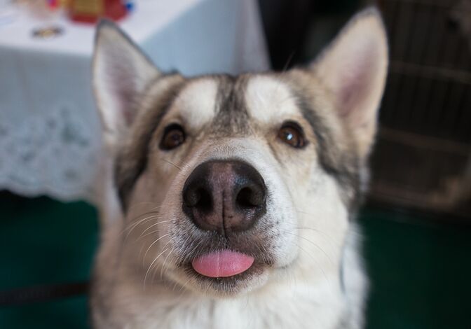 Jvcr показал меметичные стикеры с питомцами "Друга" Jvcr показал меметичные стикеры с питомцами "Друга"