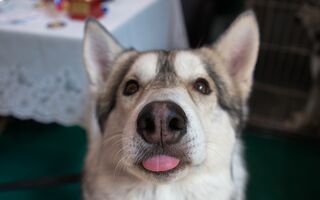 Jvcr показал меметичные стикеры с питомцами "Друга" Jvcr показал меметичные стикеры с питомцами "Друга"