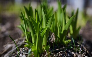 В Омске потеплеет до +20 градусов и пройдут дожди В Омске потеплеет до +20 градусов и пройдут дожди