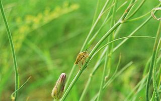 Голубые звёзды: под Омском распустились весенние первоцветы Голубые звёзды: под Омском распустились весенние первоцветы