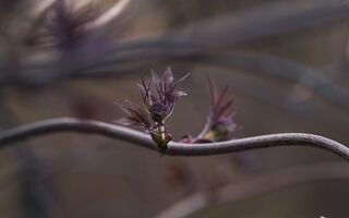 Апрель в Омске завершится теплом, а май начнётся прохладно Апрель в Омске завершится теплом, а май начнётся прохладно